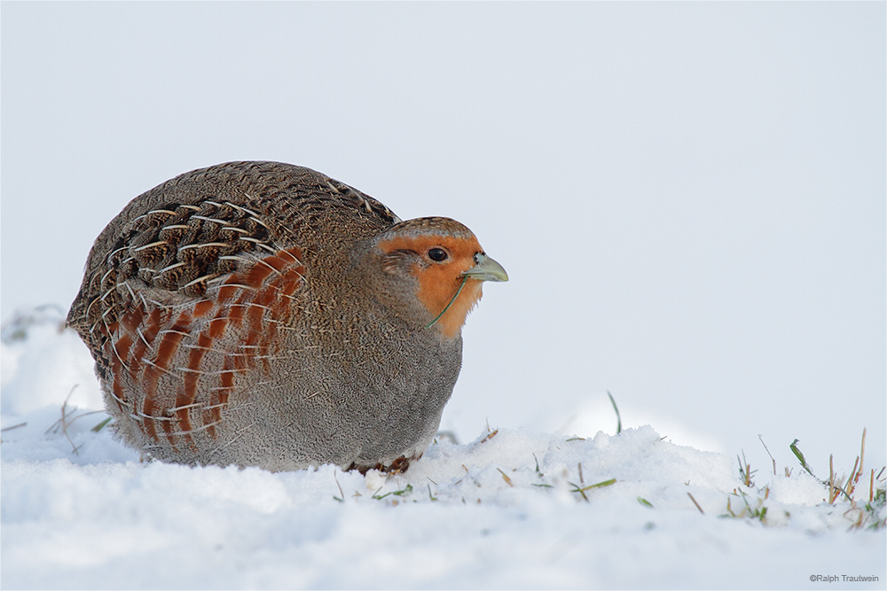 Schneehuhn ;-)