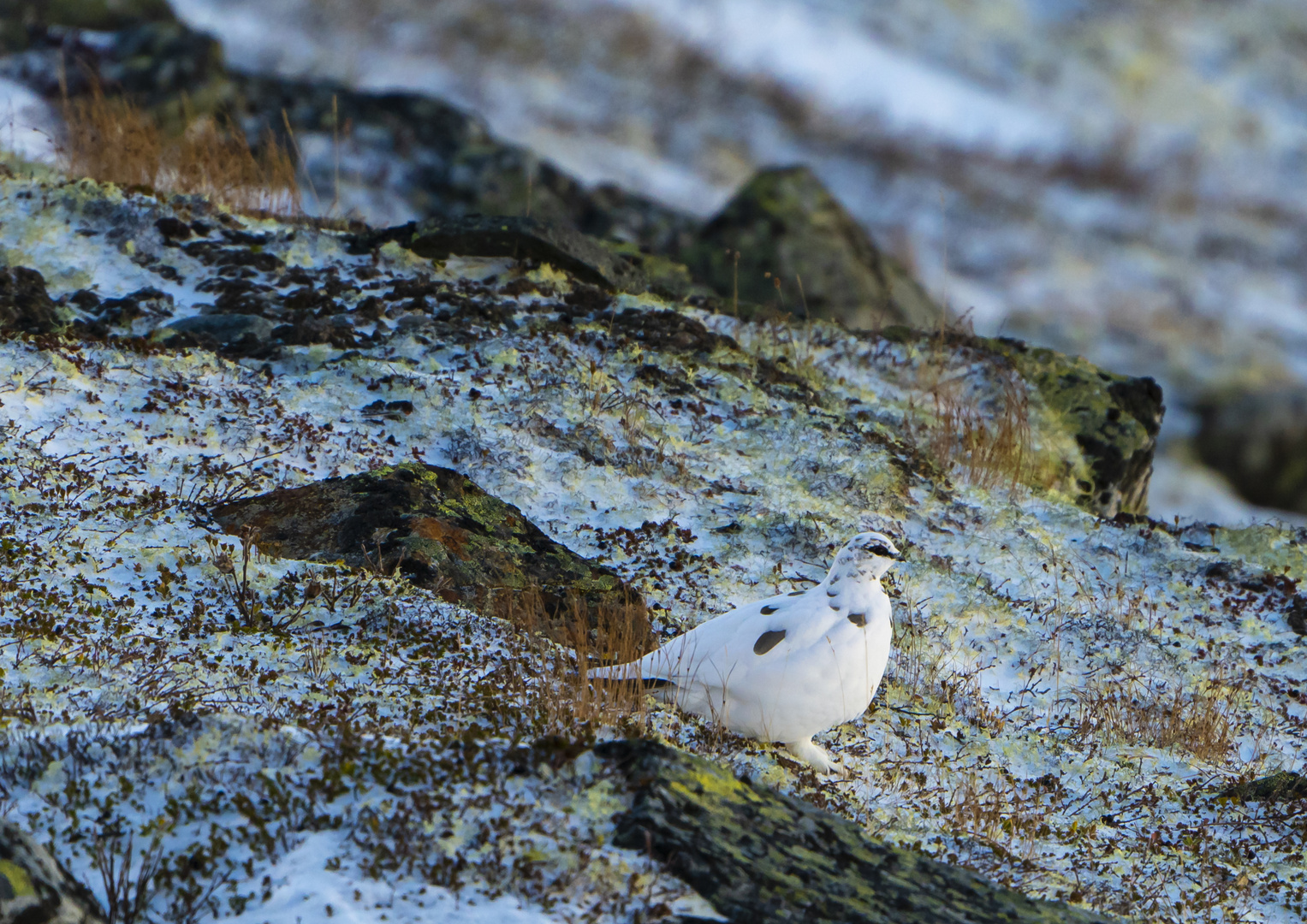 Schneehuhn