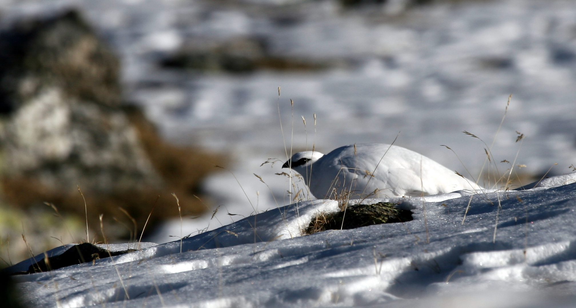 schneehuhn