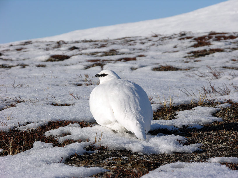 Schneehuhn