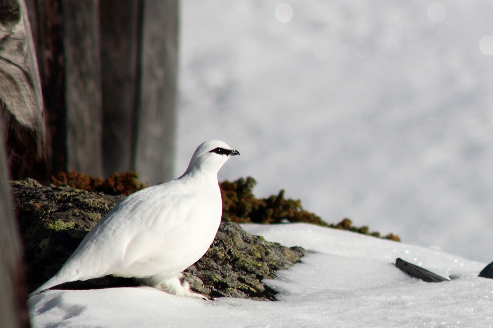 Schneehuhn