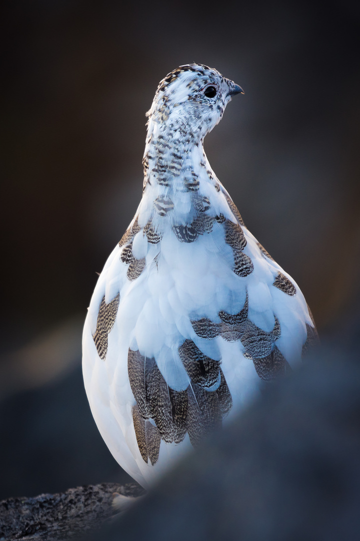 Schneehuhn