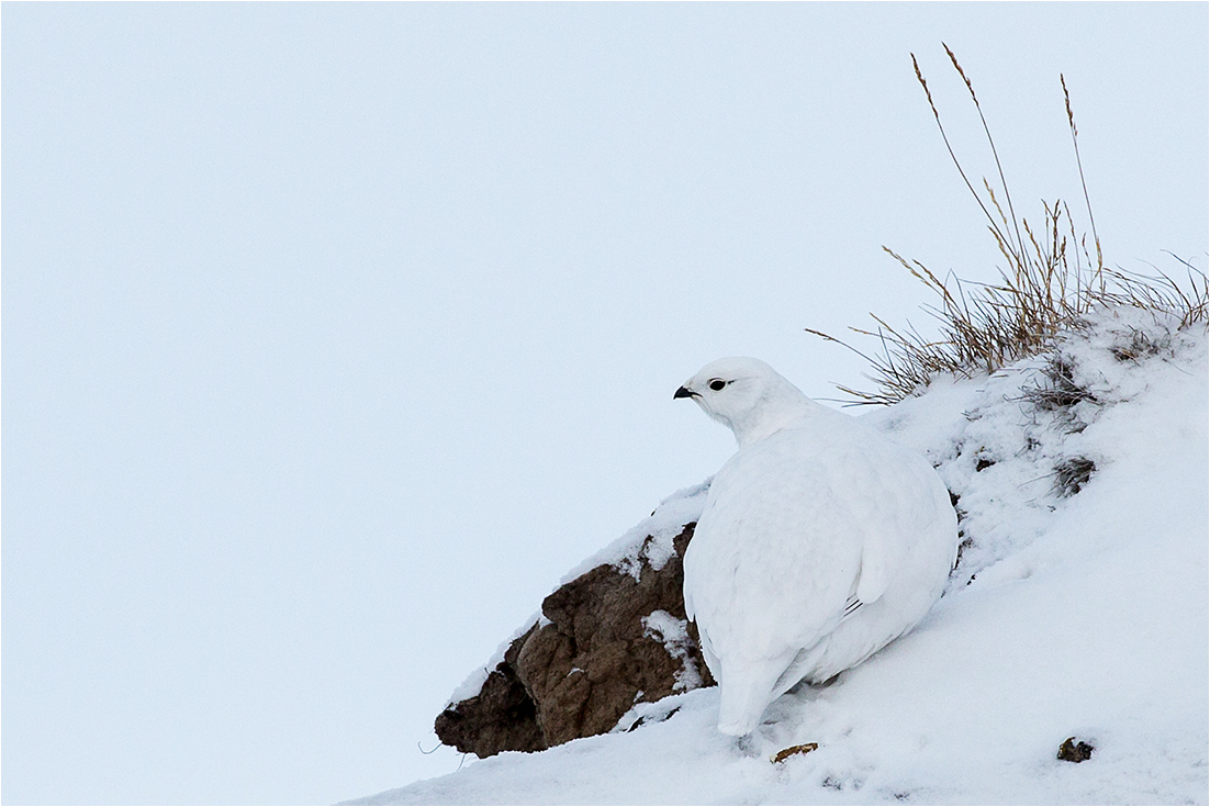 Schneehuhn