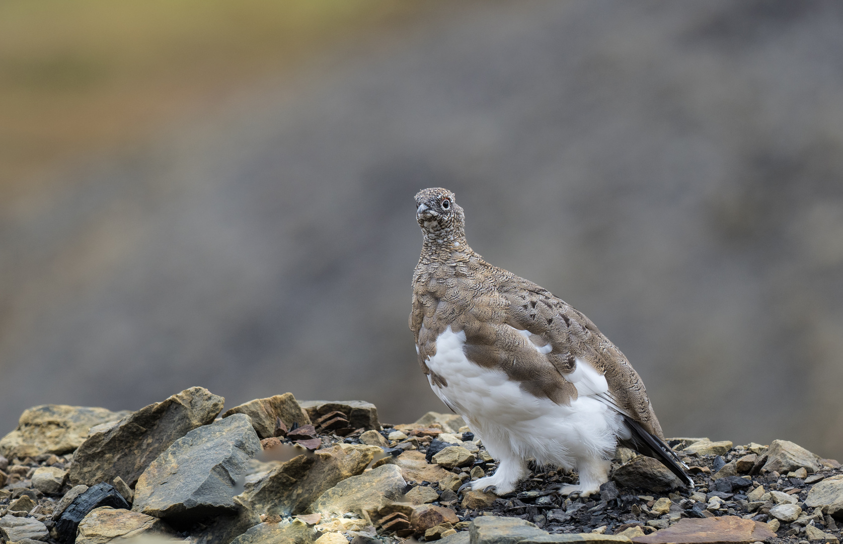 Schneehuhn, Alpenschneehuhn , Spitzbergen 