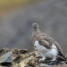 Schneehuhn, Alpenschneehuhn , Spitzbergen 