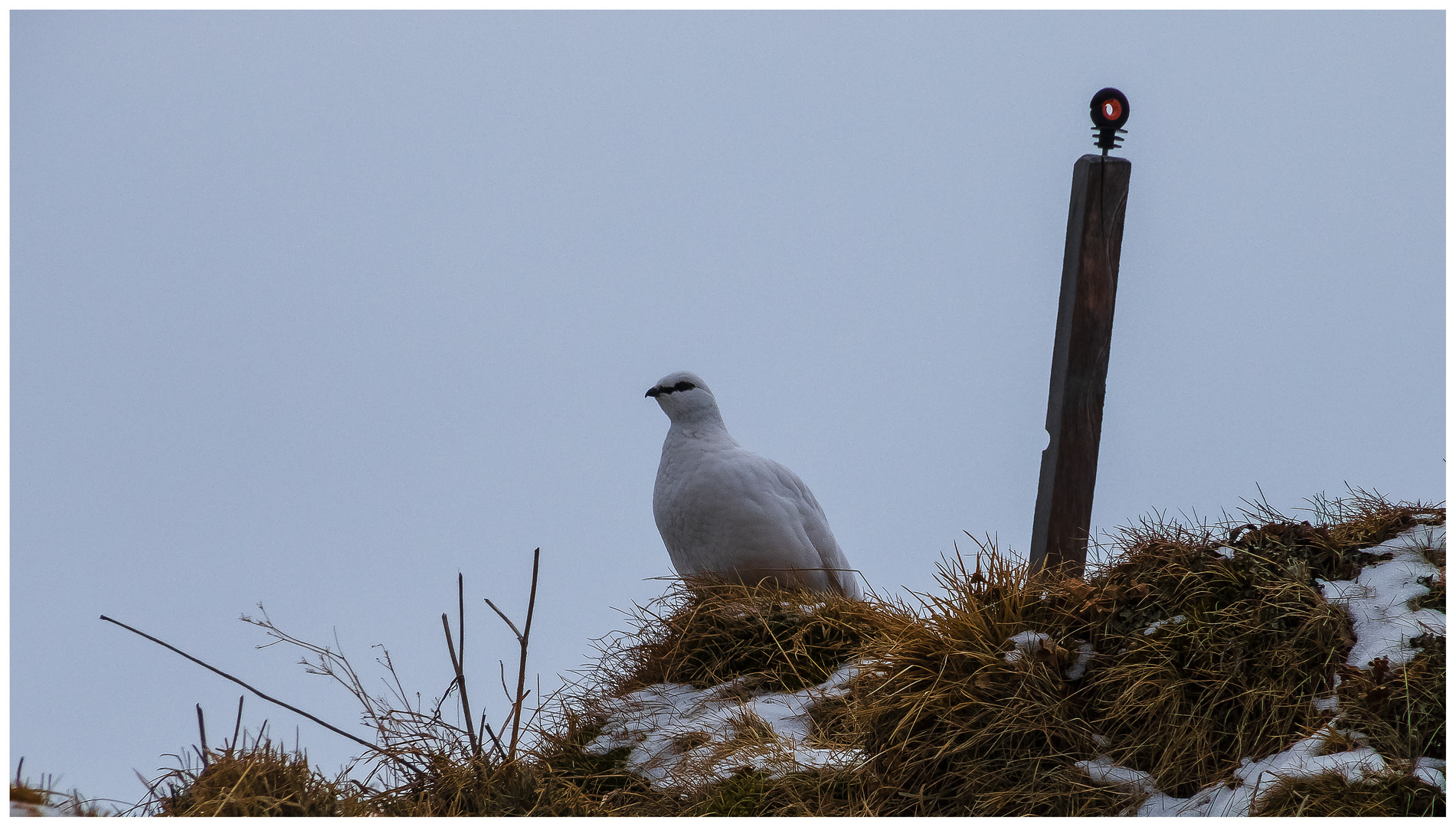 Schneehuhn auf Beobachtungsposten