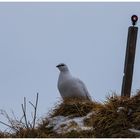 Schneehuhn auf Beobachtungsposten