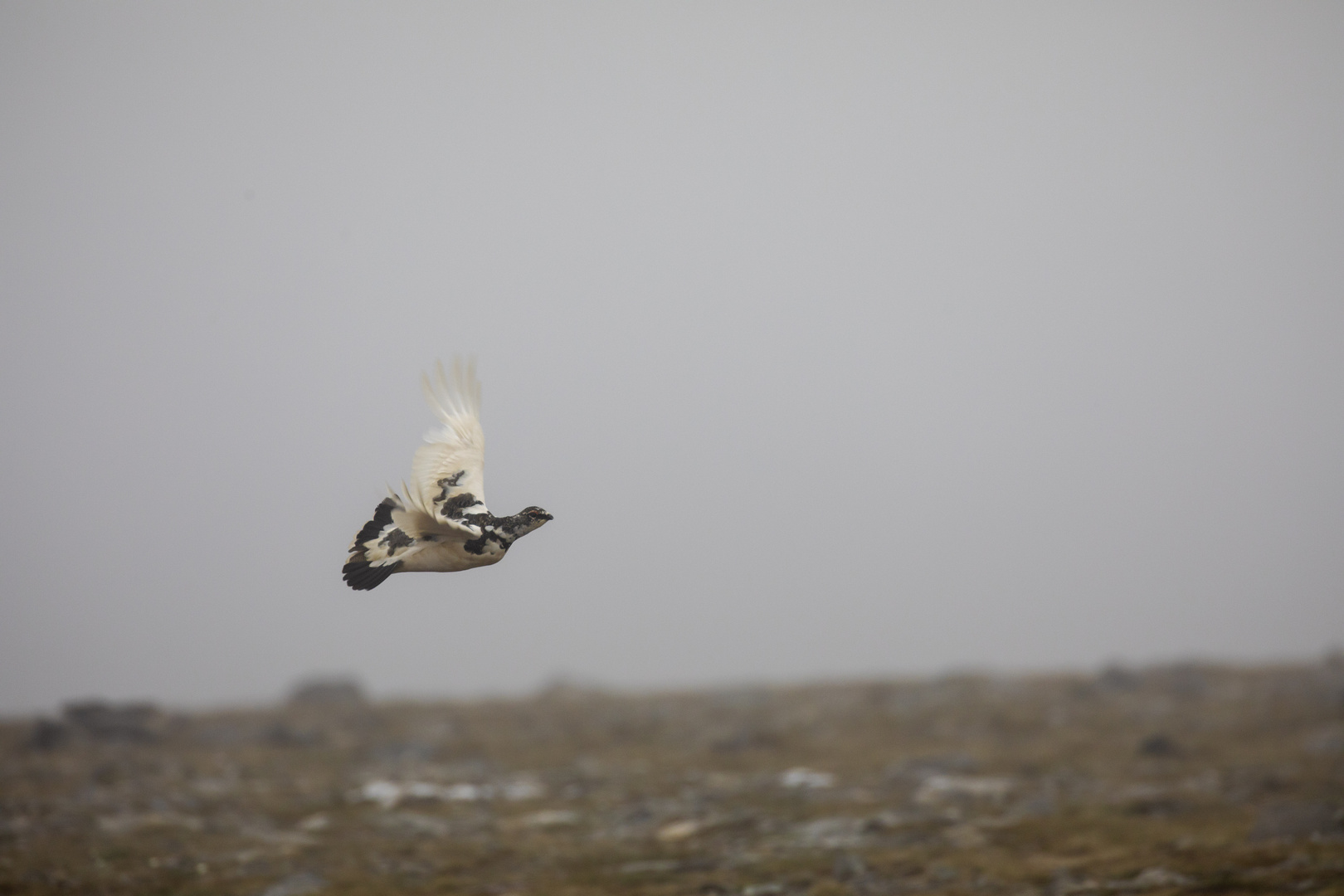 Schneehuhn auf dem Nordkapp