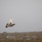 Schneehuhn auf dem Nordkapp