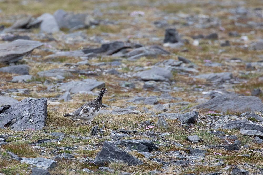 Schneehuhn auf dem Nordkapp - Teil 2