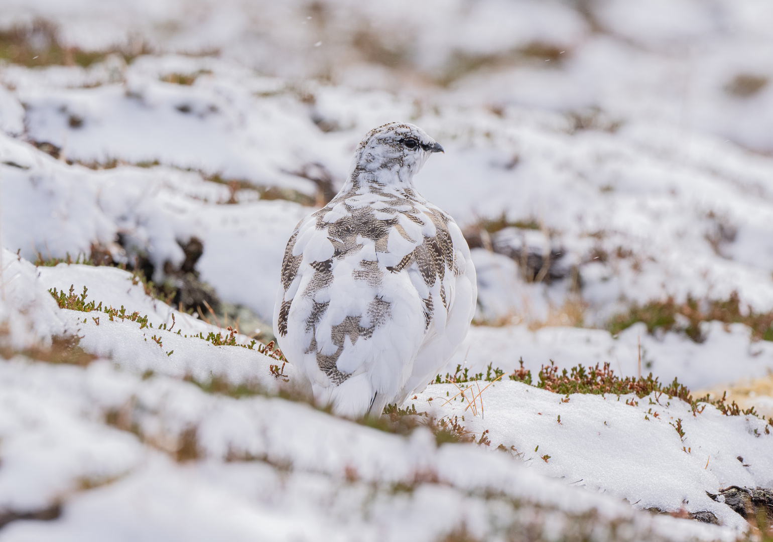 Schneehuhn