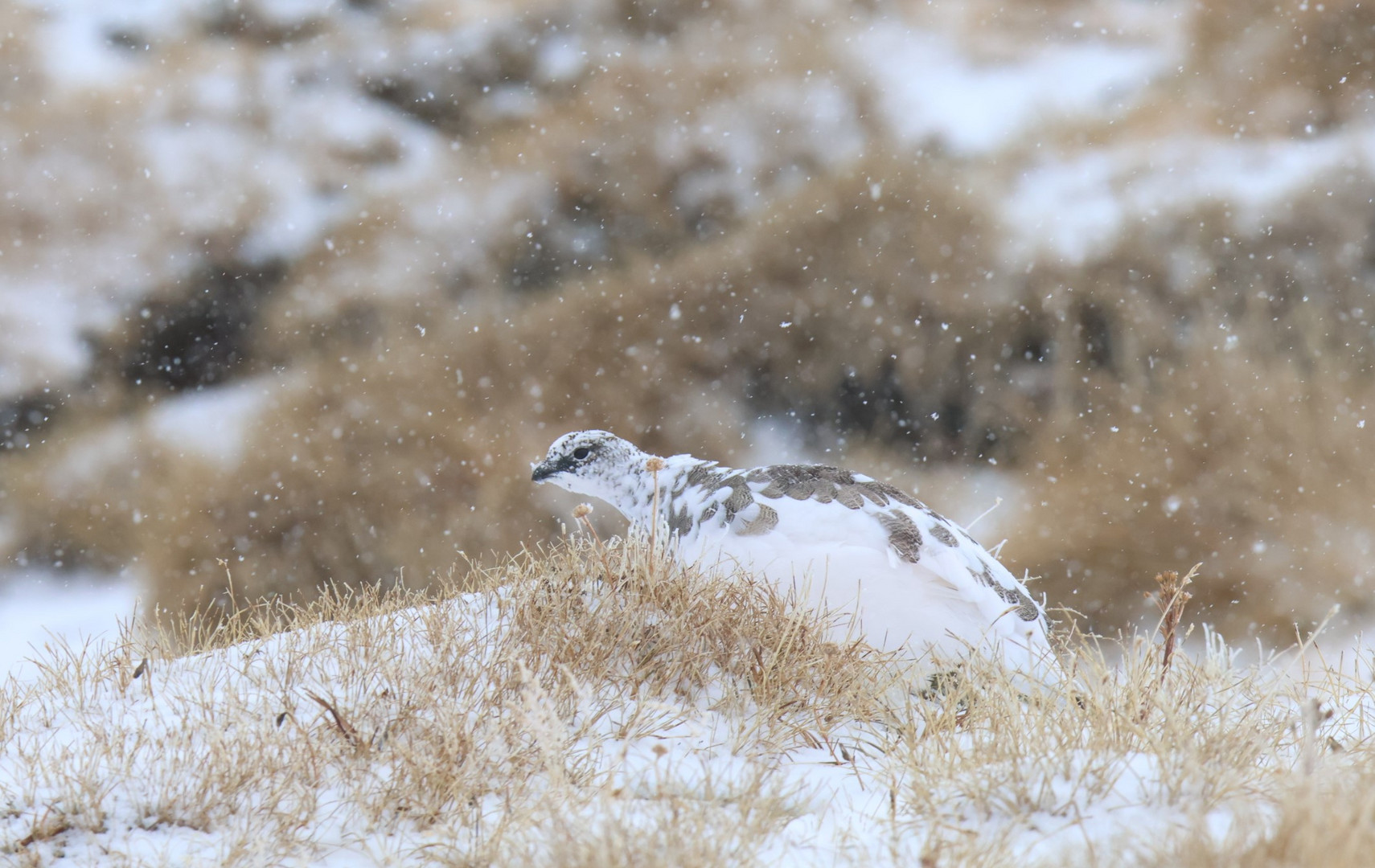 Schneehuhn bei Schneefall