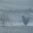 ? ? SchneeHuhn drüben im Nebel