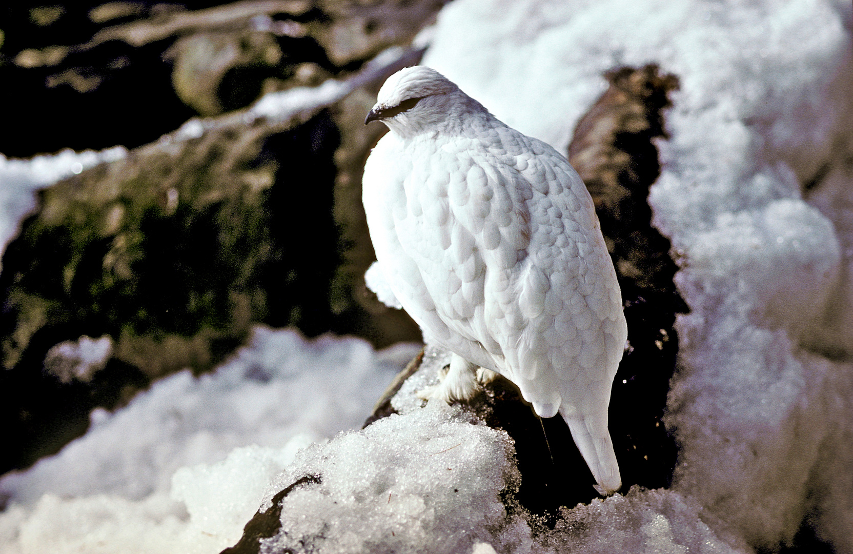 Schneehuhn