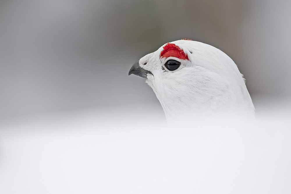 Schneehuhn im Schnee