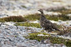 Schneehuhn im Sommerkleid