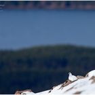 Schneehuhn in den Cairngorm Mountains