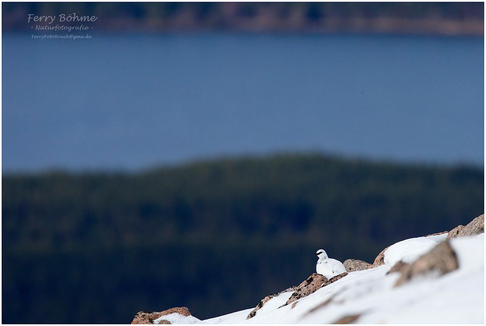 Schneehuhn in den Cairngorm Mountains