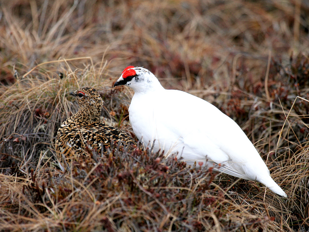 Schneehuhn-Liebespaar, Alaska