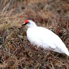 Schneehuhn-Liebespaar, Alaska