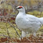 Schneehuhn-Männchen