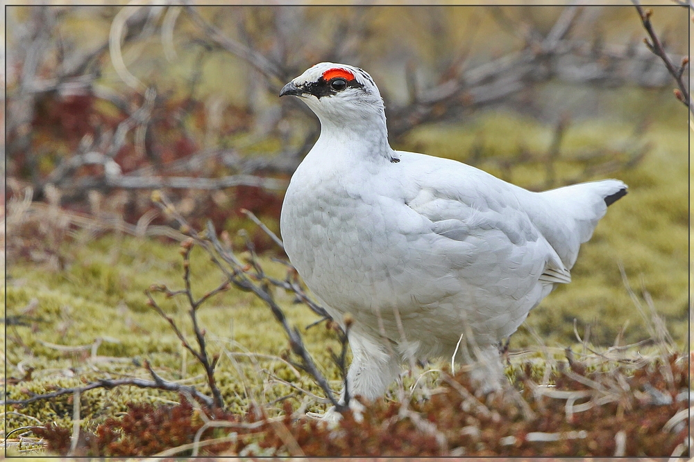 Schneehuhn-Männchen