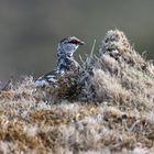 Schneehuhn Männchen