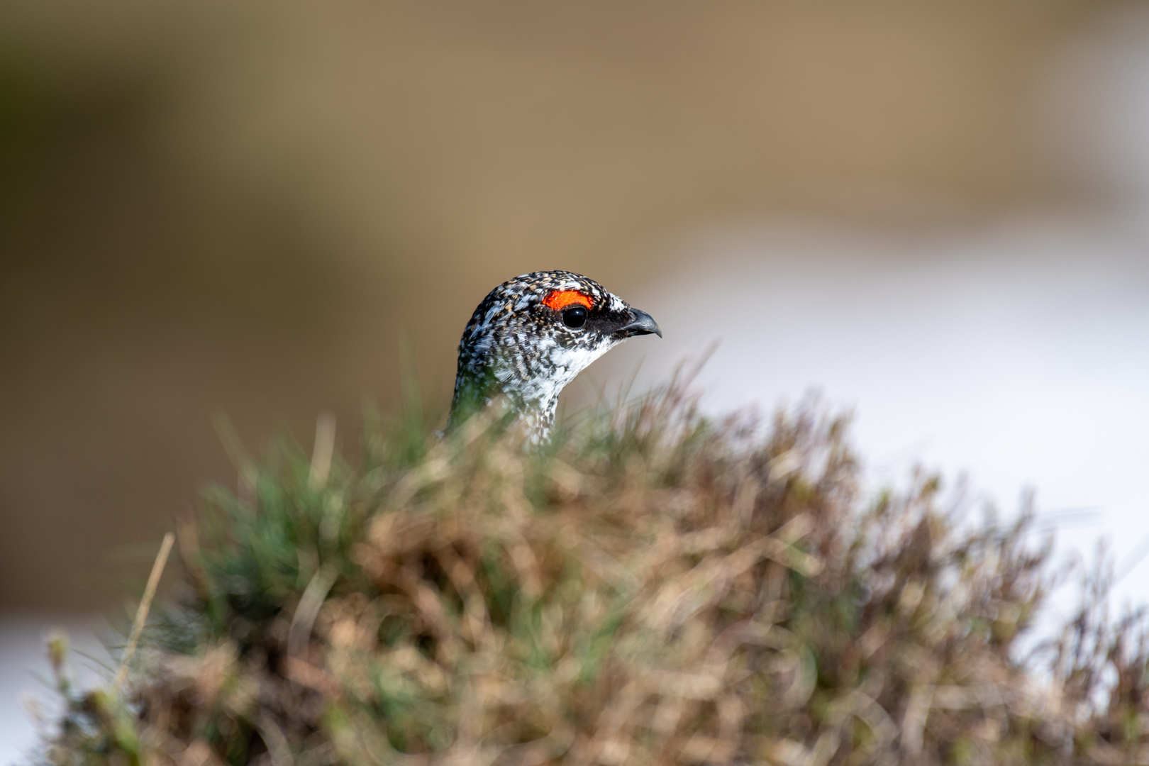 Schneehuhn Männchen