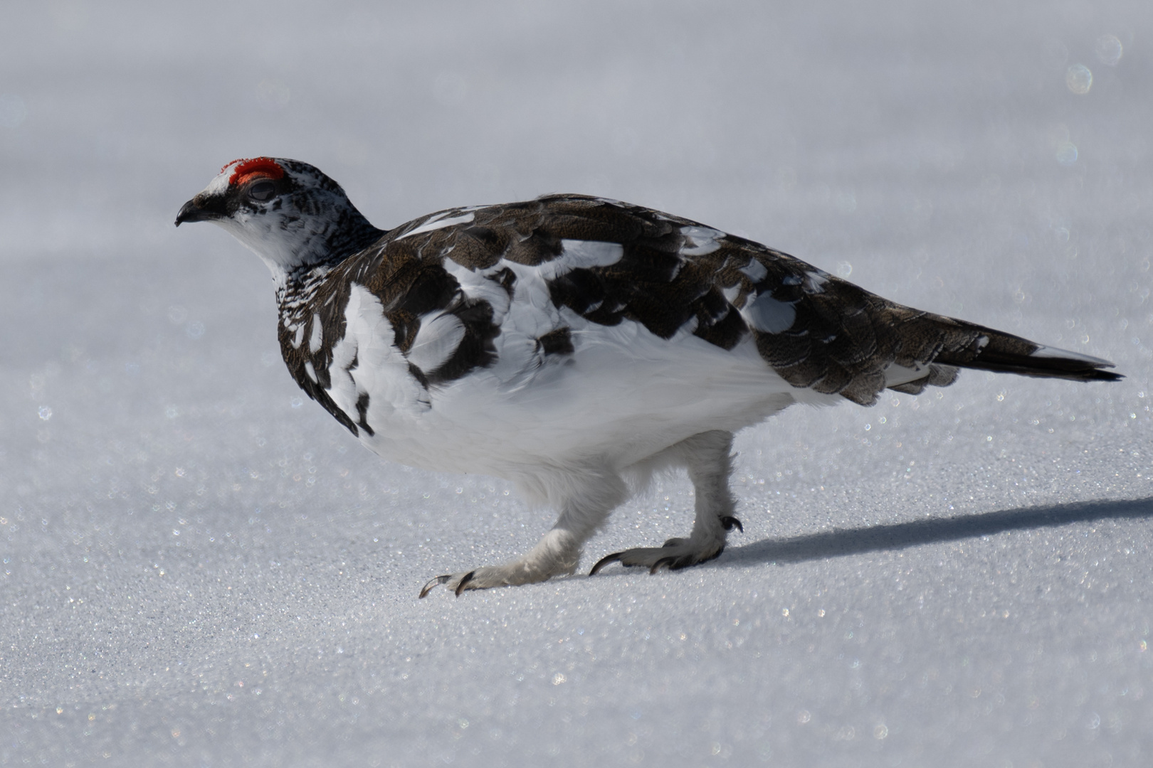 Schneehuhn Männchen