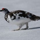 Schneehuhn Männchen