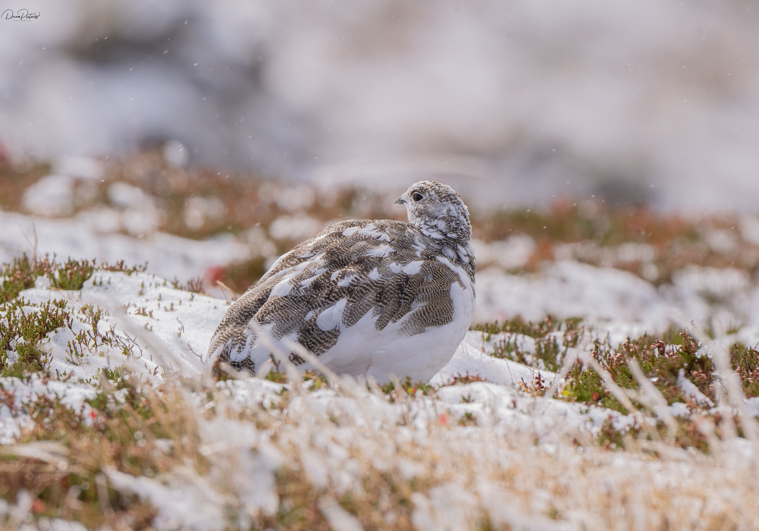 Schneehuhn Nr. 2