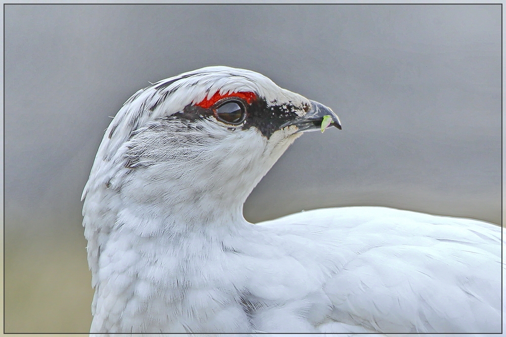 Schneehuhn-Portrait