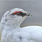 Schneehuhn-Portrait