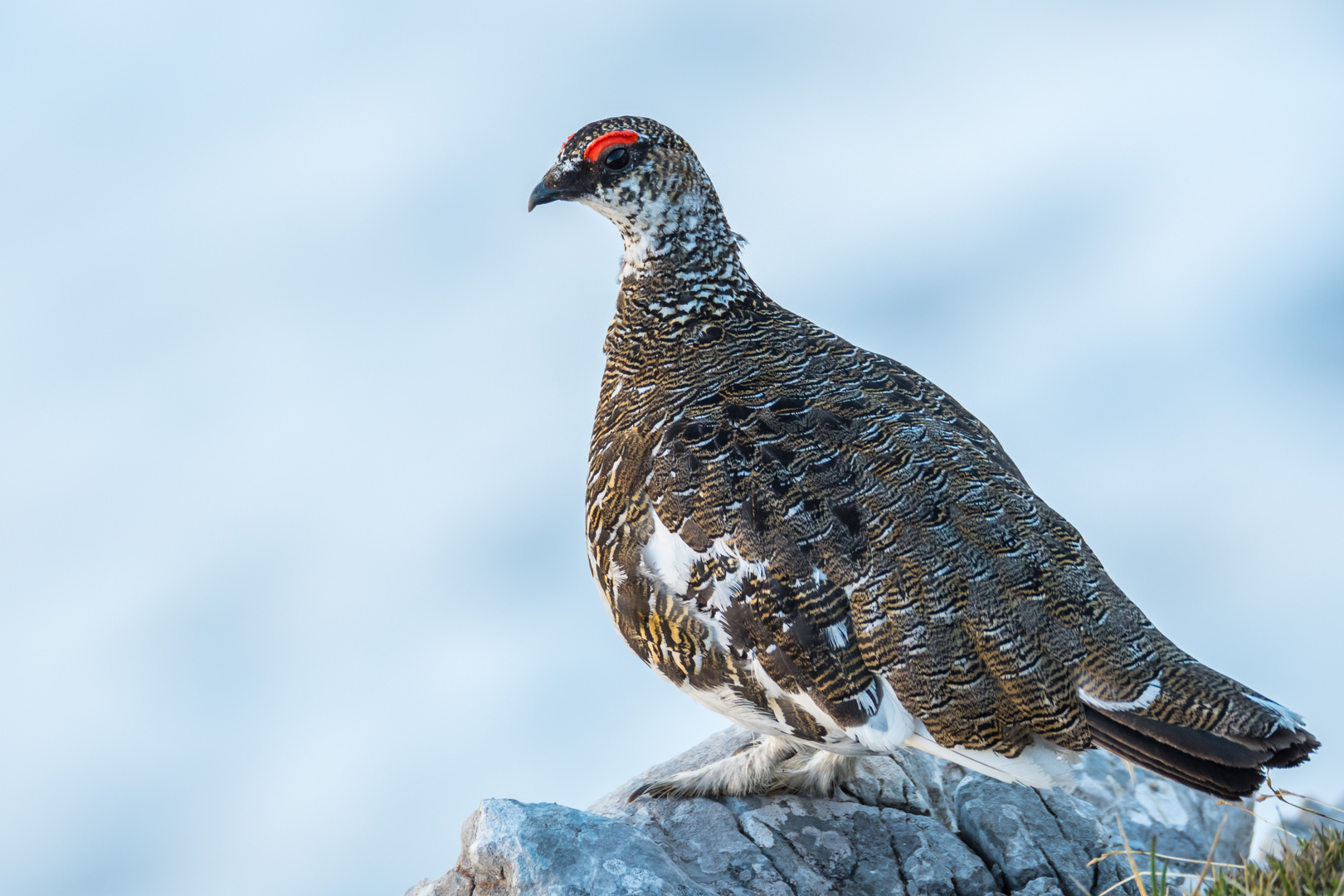 Schneehuhn statt Steinbock