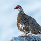 Schneehuhn statt Steinbock