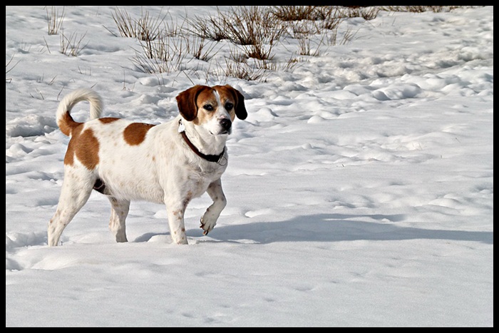 Schneehund