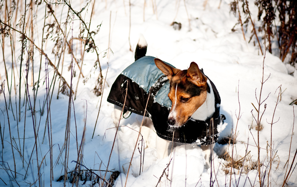 Schneehund