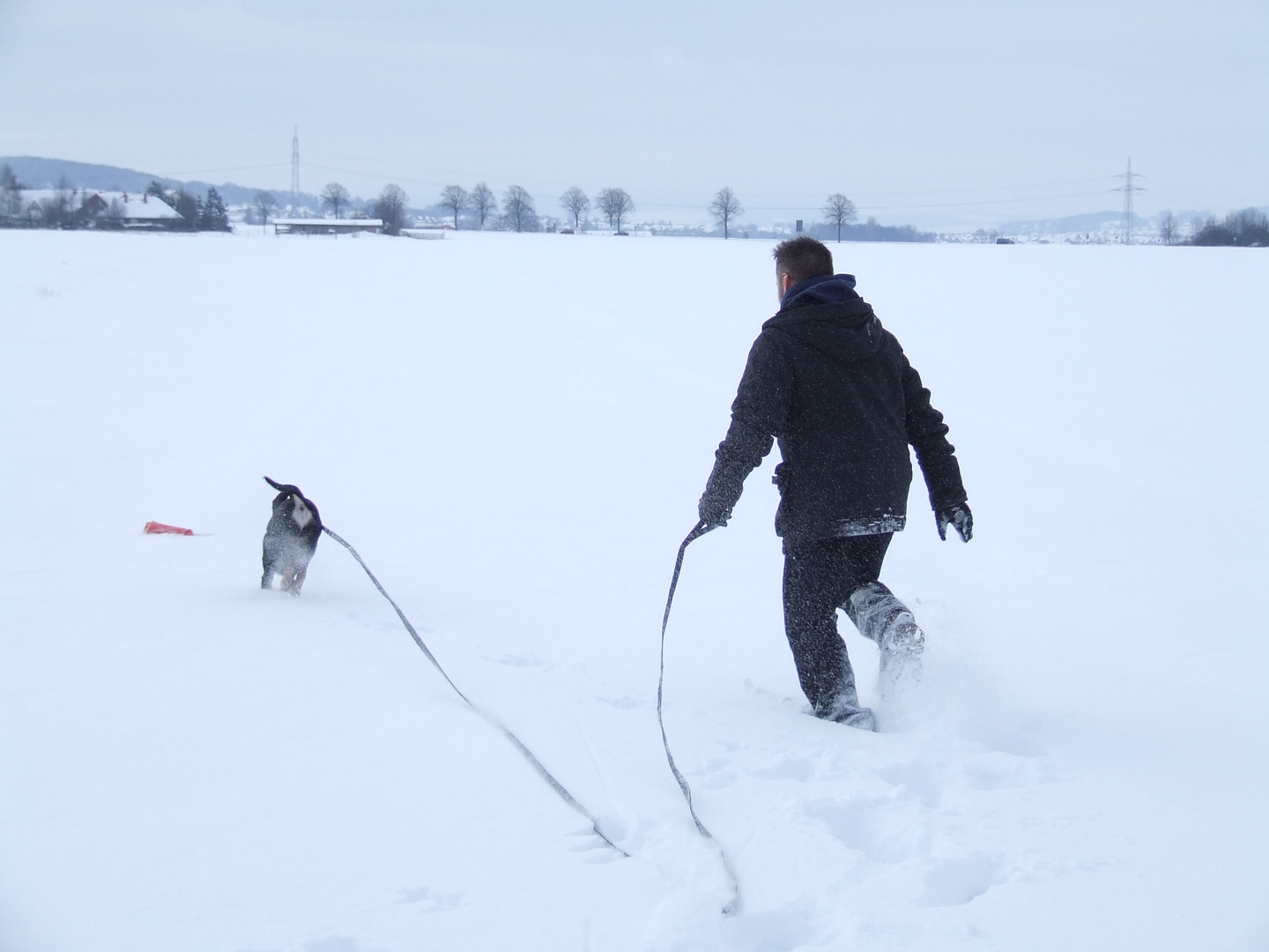 Schneehund 1