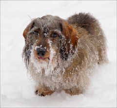 Schneehund