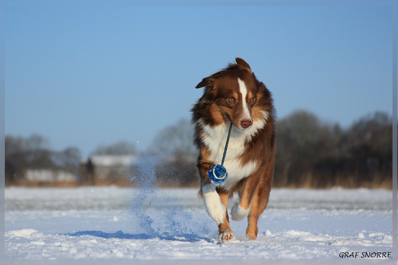 Schneehund