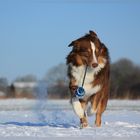 Schneehund