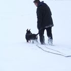 Schneehund 2