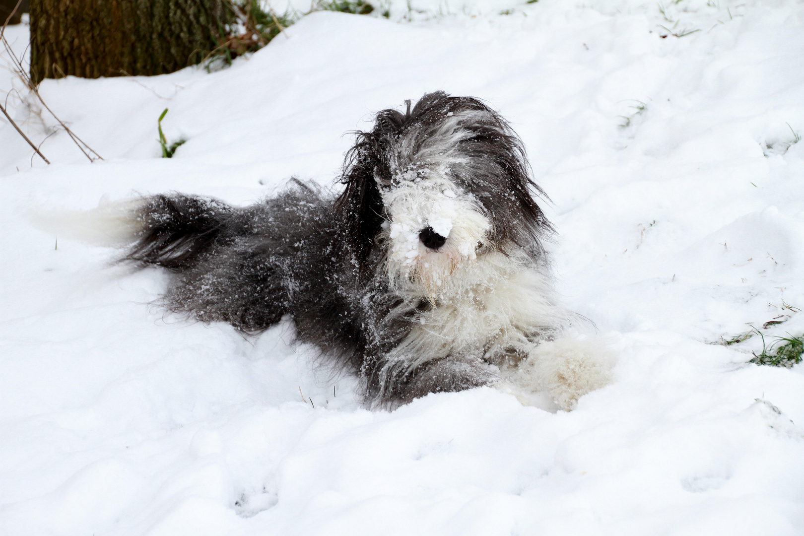 Schneehund