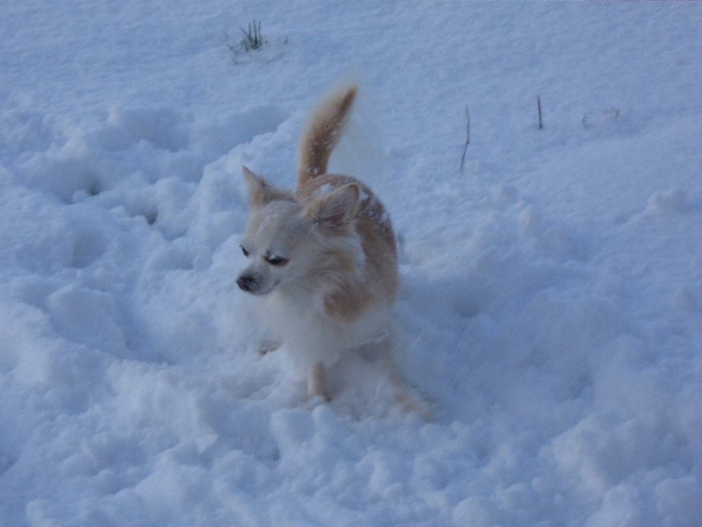 Schneehund