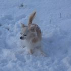 Schneehund