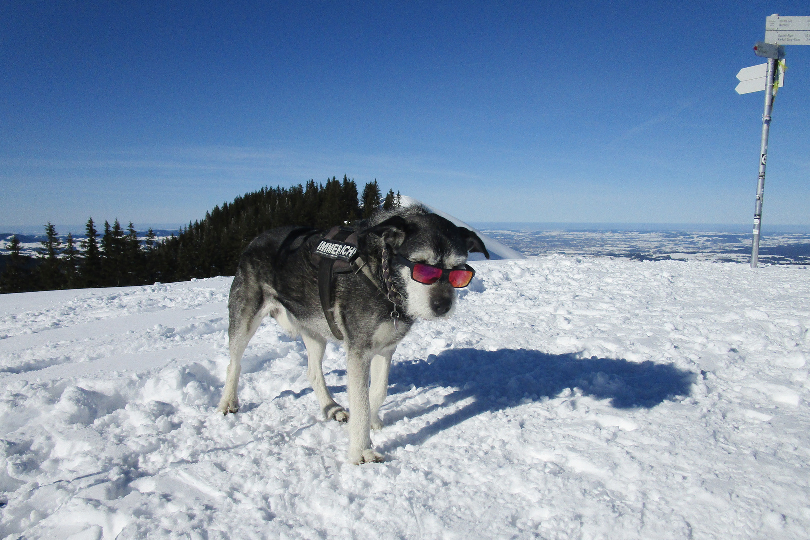 Schneehund 