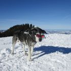 Schneehund 