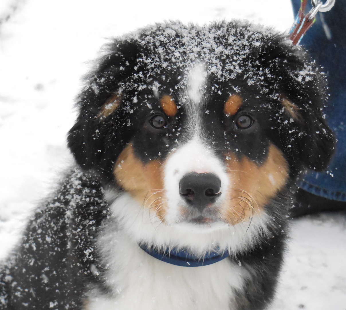 Schneehund Foto & Bild tiere, haustiere, hunde Bilder auf