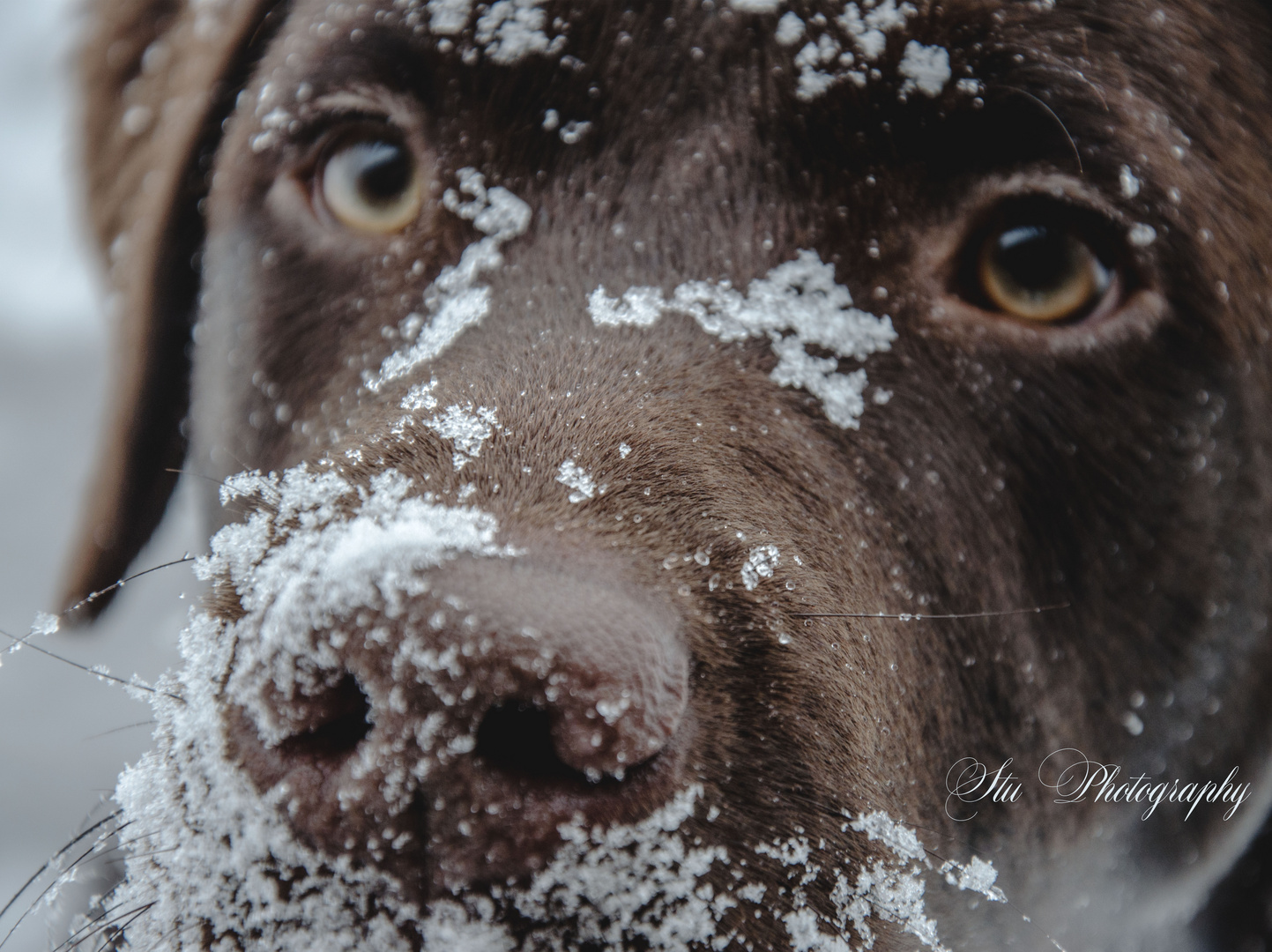 schneehund :-)