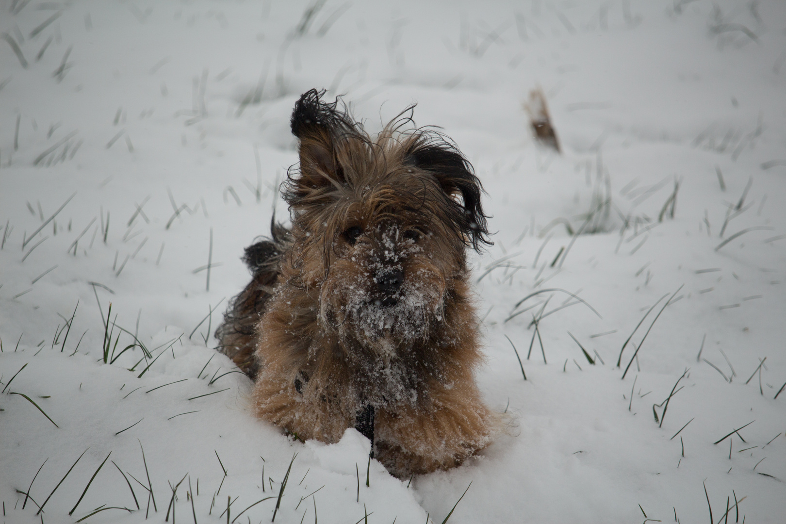 Schneehund ...